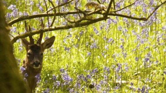 stag in bluebells in wood