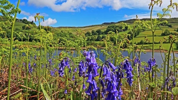 ferns, bluebells, blue skies and lake