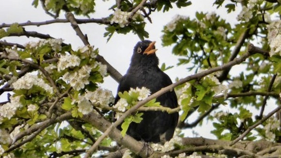 blackbird singing in blossoms