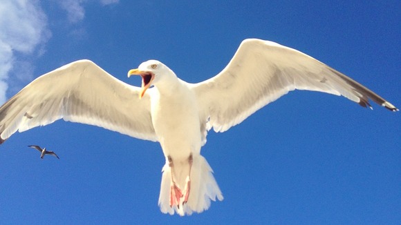 Seagulls