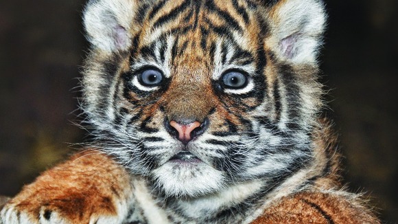 A Sumatran tiger cub at Flamingo Land, Malton, North Yorkshire