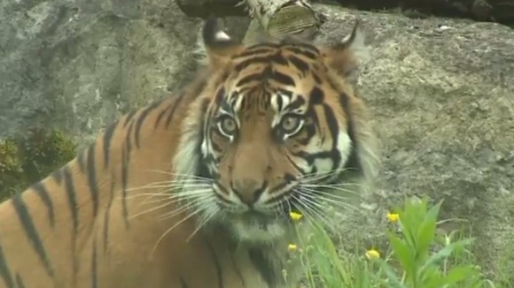 Sumatran tiger at Flamingo land.