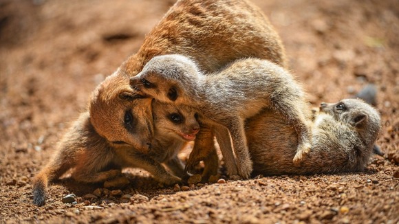 Meerkats at Chester Zoo.
