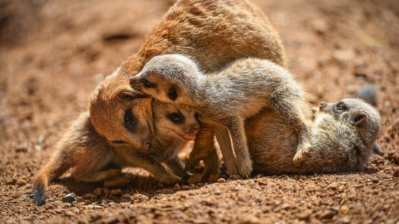 Meerkats at Chester Zoo.