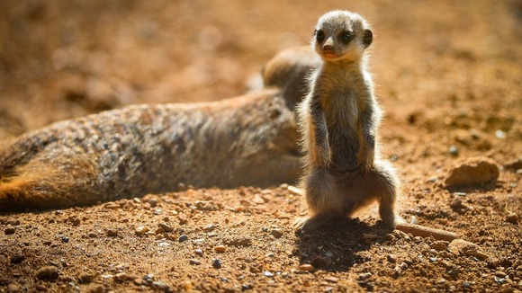 Meerkats at Chester Zoo.