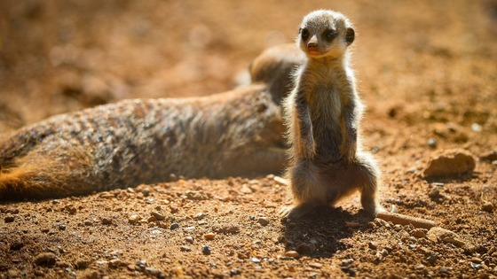 Meerkats at Chester Zoo.