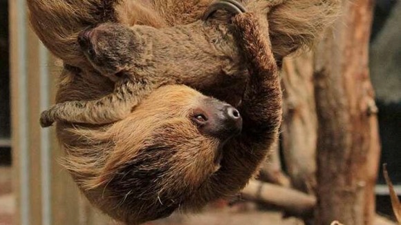 The surprise baby sloth.