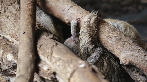 A baby sloth, the latest arrival at London Zoo.