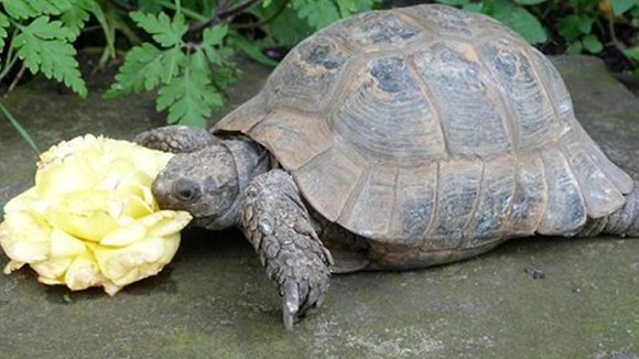 Humphrey the tortoise.