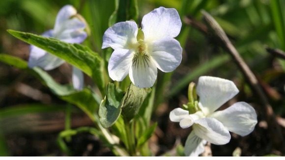 Viola persicifolia
