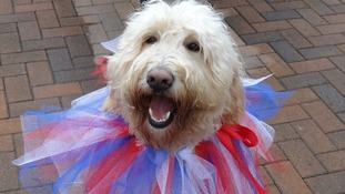 Fudge the Dog