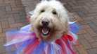 Fudge the Dog