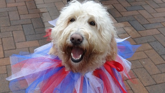 Fudge the dog