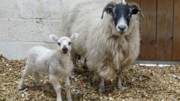 Annabelle and Charlie were found wandering around an industrial site.