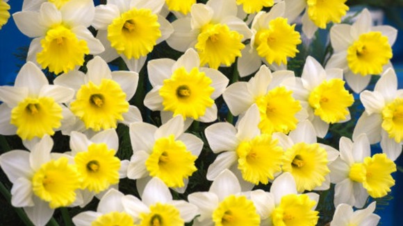 Daffodils