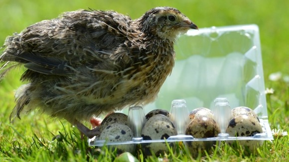 Rose the young quail emerged from one of a batch of eggs