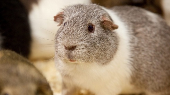 Had about 50 hamsters in my lifetime, and for the first time today, I  decided to get a Guinea Pig! Meet Piglet! : r/guineapigs