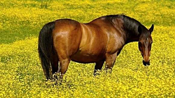 horse in buttercups