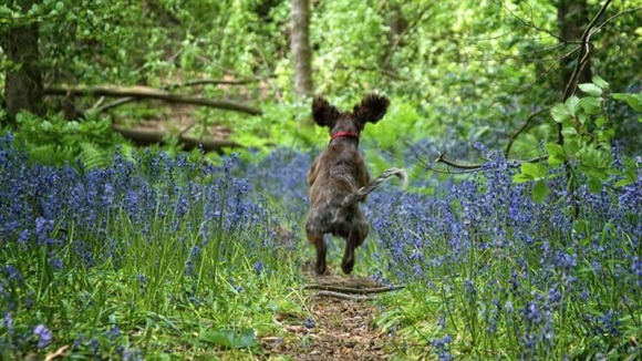 back view of dog jumping through the bluebells and playing