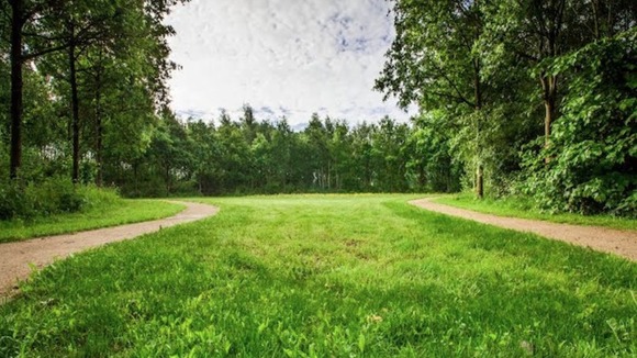 grass, woodland and cloudy sky