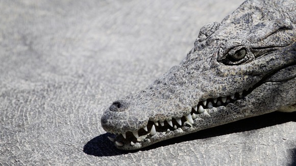 A crocodile.