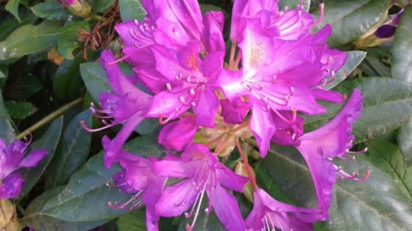 pink flower