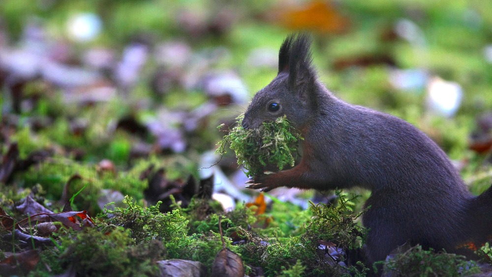 Genetic mutation turns grey squirrels black, say Cambridge scientists