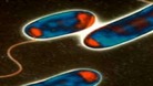Legionnaires' disease has claimed the life of one man in Scotland.