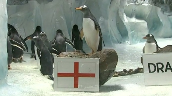 A penguin in Birmingham chooses England as the winner of this Saturday's game.