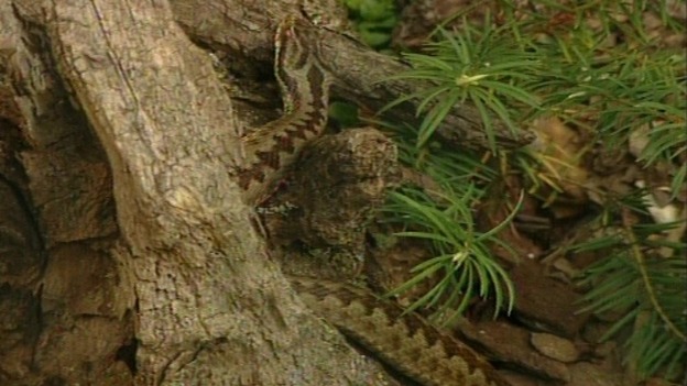 The incident is believed to have involved an adder.