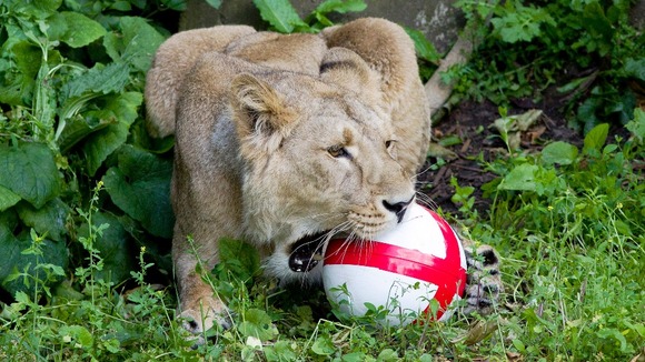 An Asian lioness at London Zoo plays with football on the opening day of the World Cup.