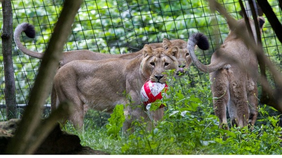 Lionesses at the zoo appear to be supporting England in the tournament.