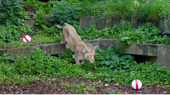 Lioness prepares to lunge at ball.