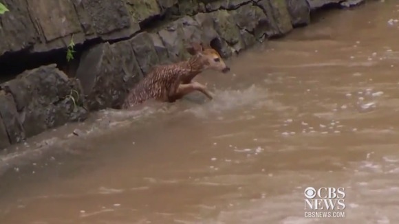 Fawn with rescuers