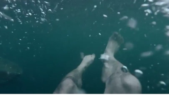 The shark can just be seen in the left-hand corner.