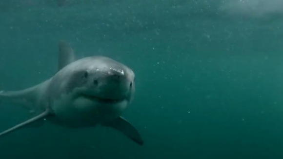 The Great White Shark seemingly poses for the camera.