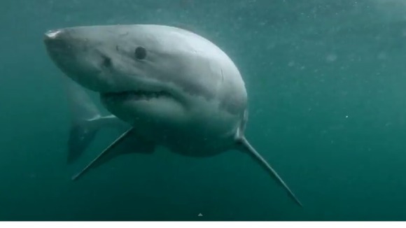 The shark makes a sharp right turn.