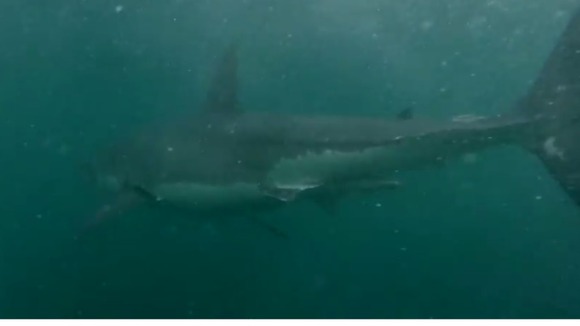 Which then decides to swim away.