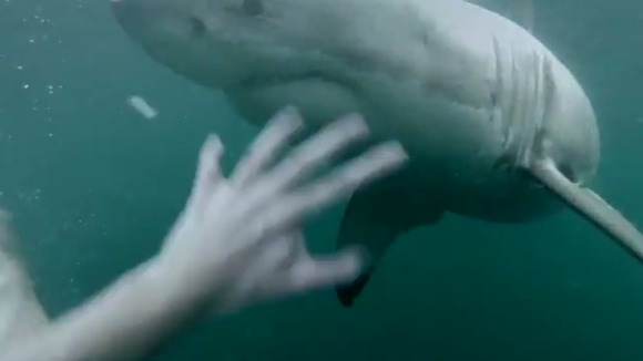 A hand appears to lash out at the unwelcome visitor.