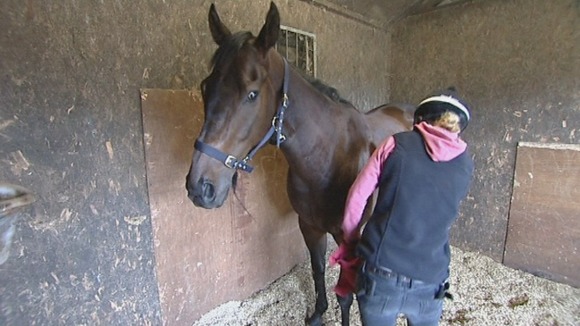 Horse, sprinter, Kent