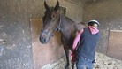 Horse, sprinter, Kent