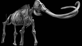 An artist's rendering of an Ice Age mammoth skeleton.