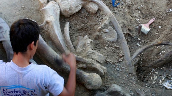 A stag party in New Mexico stumbled across a 10-million-year-old elephant skull.