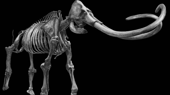 An artist's rendering of an Ice Age mammoth skeleton.