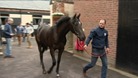'Heroes Welcome' is unveiled at a Newmarket stables