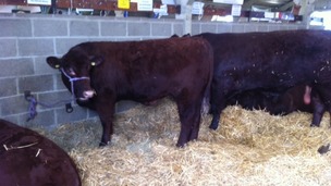 Lincolnshire Show enjoys boost in trade
