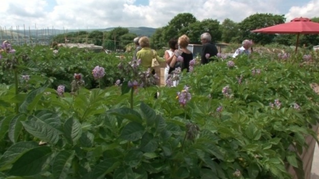 Bron Fair Allotments