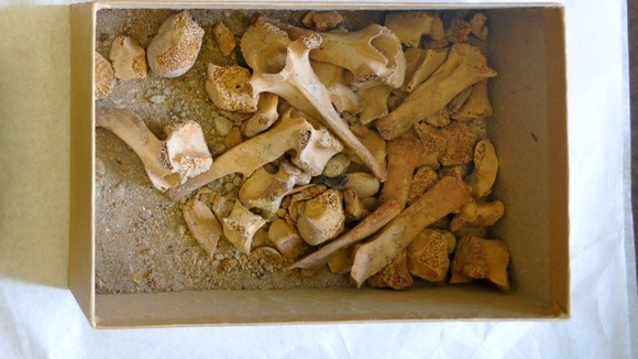 Seeds and animal bones were found inside the ancient royal tomb discovered at the University of Bristol.