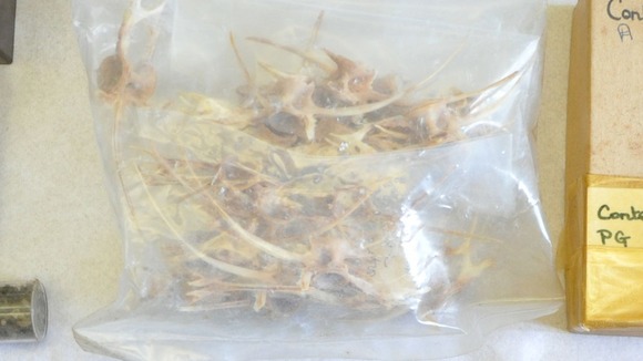 This packet shows the contents of a cup circa PG 1054.