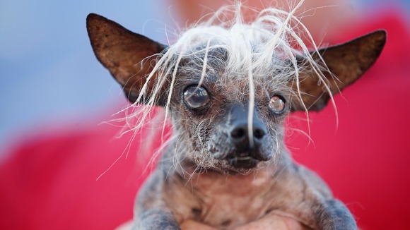 Despite not winning the coveted title, the grey-haired mongrel was one of the stars of the show.